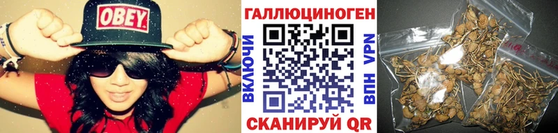 mega tor  Макарьев  Галлюциногенные грибы Psilocybe 